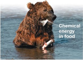 Bear eating fish, representing chemical energy in food