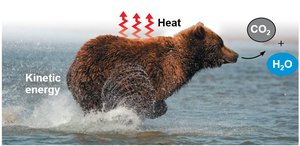 Bear running, showing conversion of chemical energy to kinetic energy and heat