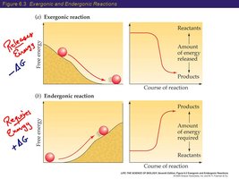 Exergonic and endergonic reaction diagrams