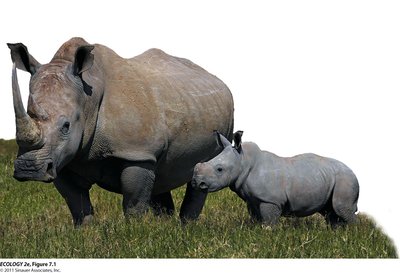 Adult and juvenile rhinoceros illustrating size at maturity and parental care