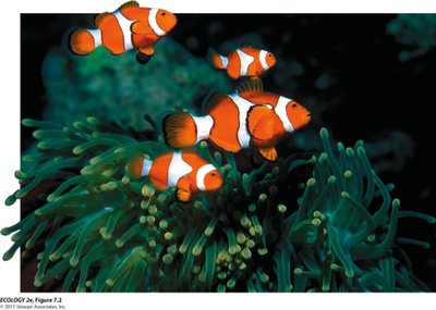 Clownfish family illustrating variation in reproductive output and parental care