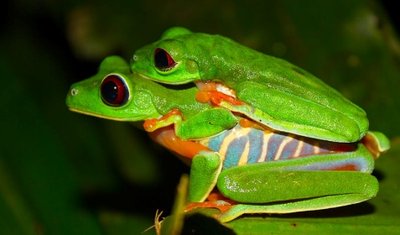 Frogs exhibiting plasticity in response to environmental cues