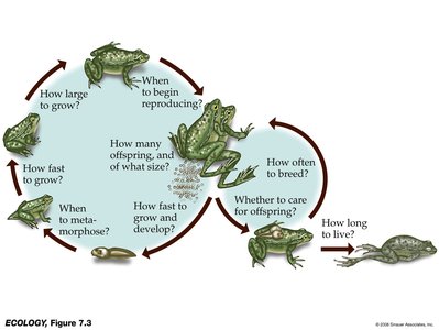 Diagram of frog life cycle and plasticity