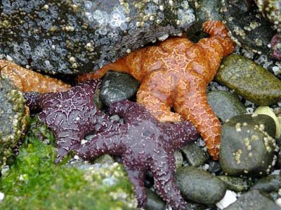 Starfish showing among-species variation