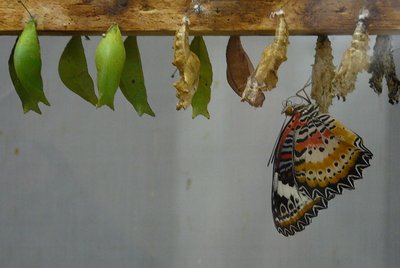 Butterfly metamorphosis showing distinct life stages