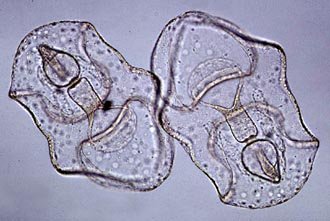 Transparent larval stage of marine organism