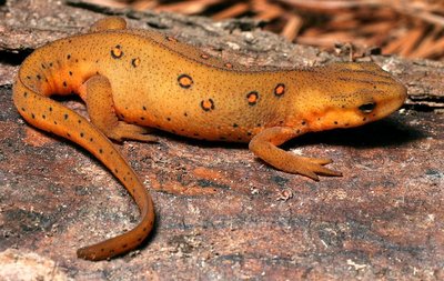 Juvenile salamander illustrating direct development