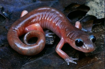 Plethodontid salamander lacking larval stage