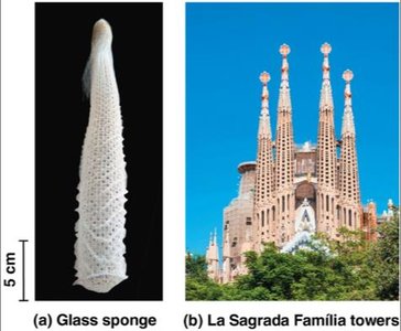 Glass sponge and Sagrada Familia towers as examples of biological and architectural order