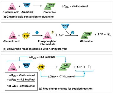 ATP drives chemical work