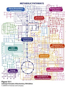 Metabolic pathways network