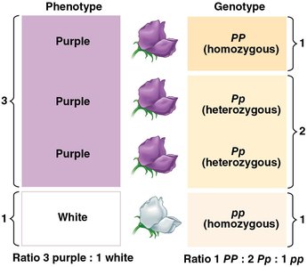 Genotype and phenotype ratios in Mendel's cross