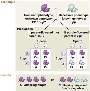 Testcross to determine genotype