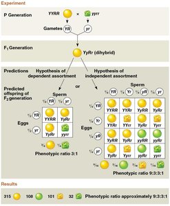 Dihybrid cross and independent assortment
