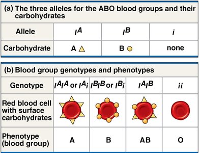 ABO blood group alleles and phenotypes