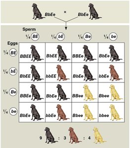 Epistasis in Labrador retrievers