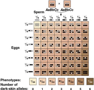 Polygenic inheritance of skin color