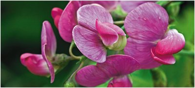 Garden pea flowers