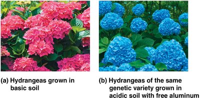 Environmental effects on hydrangea flower color