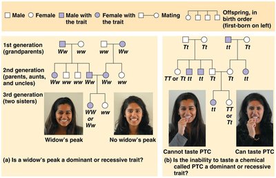 Pedigree analysis examples