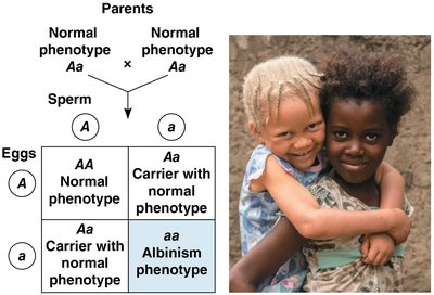 Inheritance of albinism