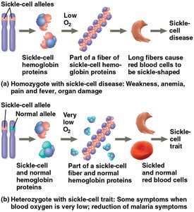 Sickle-cell disease and trait
