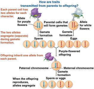 Transmission of traits from parents to offspring