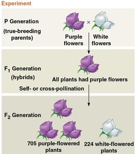 Results of Mendel's flower color experiment
