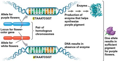 Alleles and enzyme production for flower color