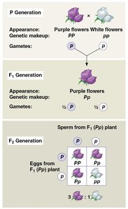 Punnett square for Mendel's monohybrid cross