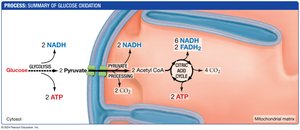 Summary of glucose oxidation: glycolysis, pyruvate processing, citric acid cycle