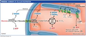 Summary of cellular respiration: glycolysis, citric acid cycle, electron transport chain, ATP yield