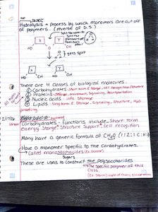 Notes and diagrams on hydrolysis and classes of biological molecules