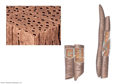 Tracheids and vessel elements in xylem