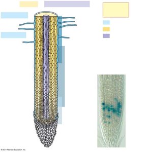 Diagram of root zones: cell division, elongation, differentiation