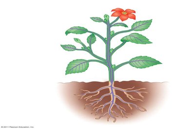 Diagram of plant showing root and shoot systems