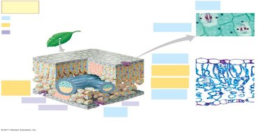 Leaf tissue organization: stomata, mesophyll, veins