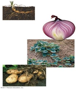 Examples of modified stems: rhizomes, bulbs, stolons, tubers