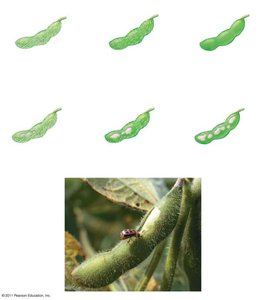 Experiment showing trichome density and insect damage
