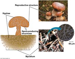 Diagram of fungal body structure showing hyphae, mycelium, and reproductive structures