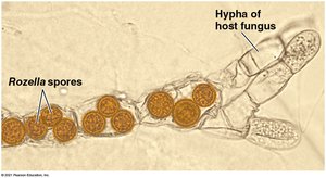 Cryptomycete spores in host hyphae