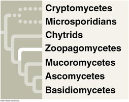 Zoopagomycete structure