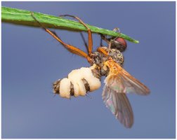 Insect parasitized by zoopagomycete