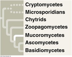Mucoromycete sporangia
