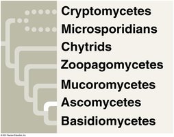 Examples of ascomycetes: morel and truffle