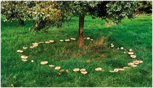 Fairy ring formed by basidiomycete mycelium