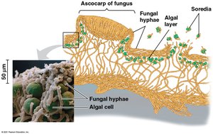 Lichen structure showing fungal and algal layers