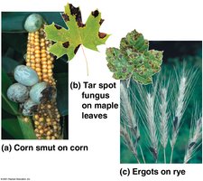 Fungal diseases in plants: corn smut, tar spot, ergots