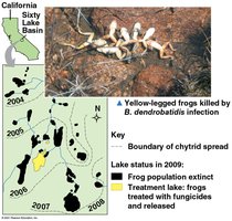 Chytrid infection in amphibians