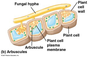 Diagram of arbuscules penetrating plant root cells